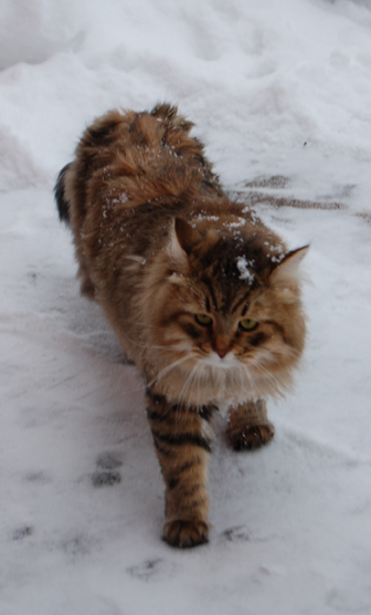 sibirisk katt Boogie